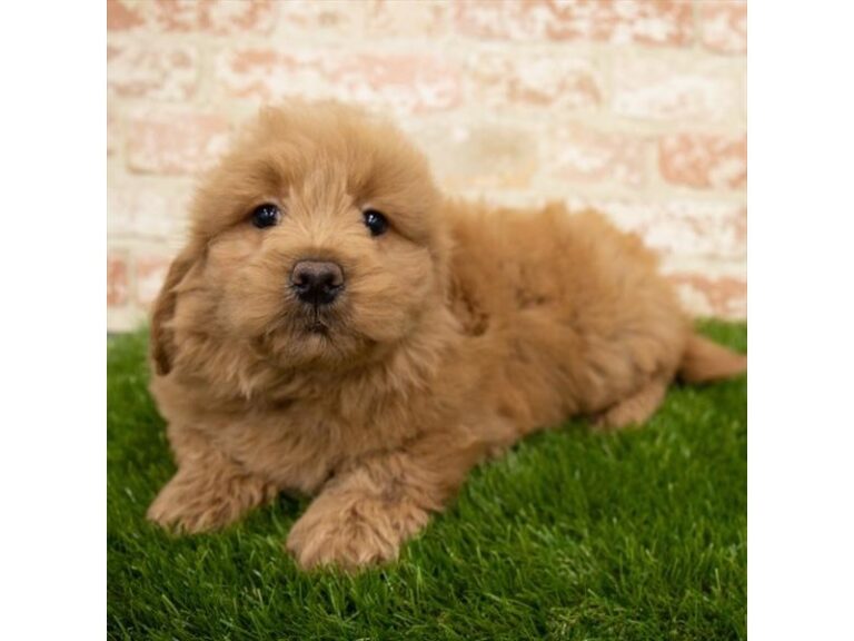 Crusher - Goldendoodle Mini