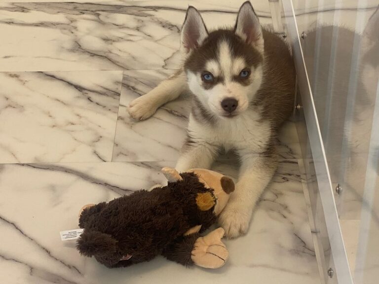 Echo - Siberian Husky