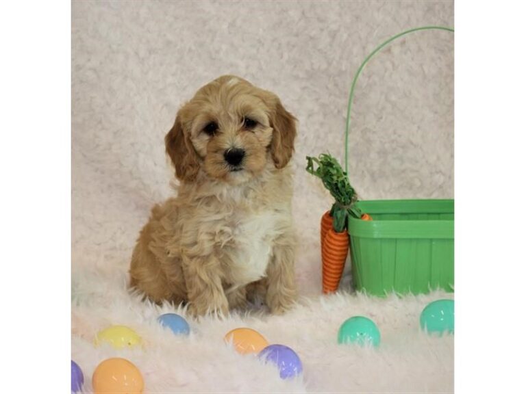 Goldendoodle Mini 2nd Gen - Goldendoodle Mini 2nd Gen