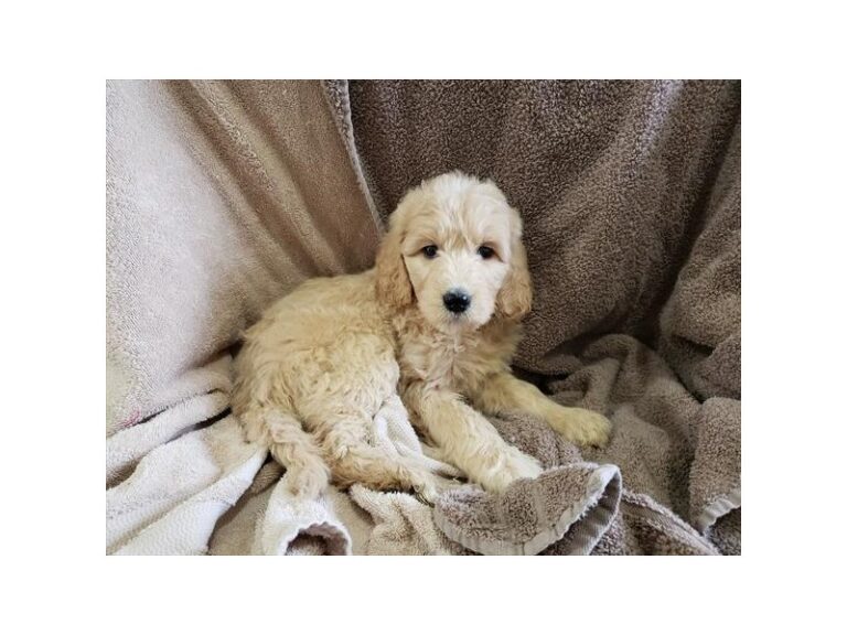 Petunia - Goldendoodle 2nd Gen