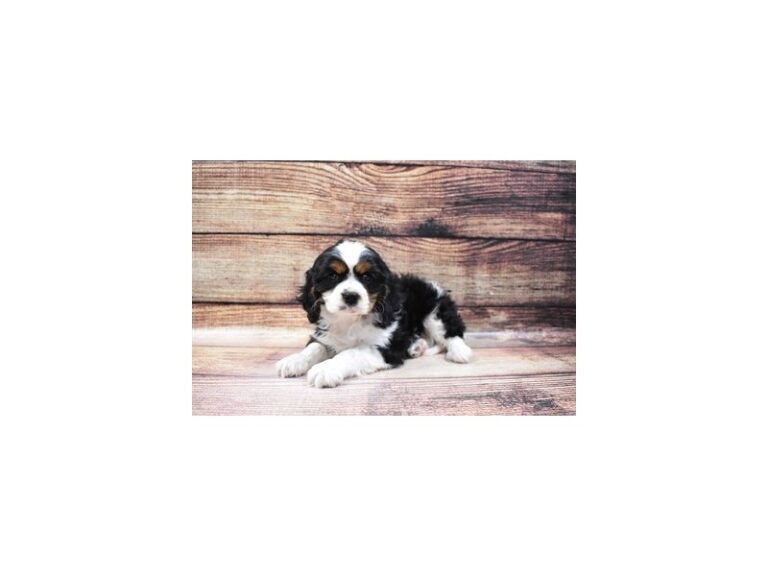 Cavalier King Charles Spaniel - Cavalier King Charles Spaniel