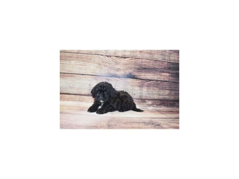 Dexter - Shihpoo