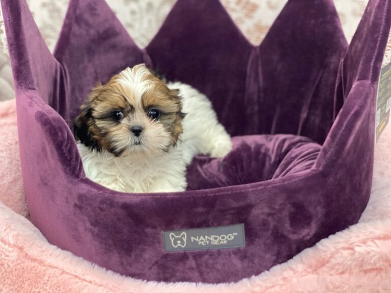 Millie - Shih Tzu