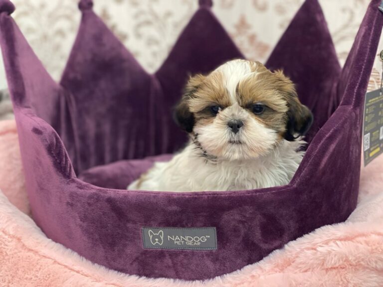 Chip - Shih Tzu