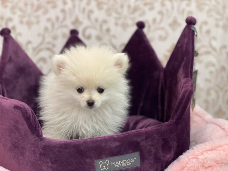 Dodger - Pomeranian