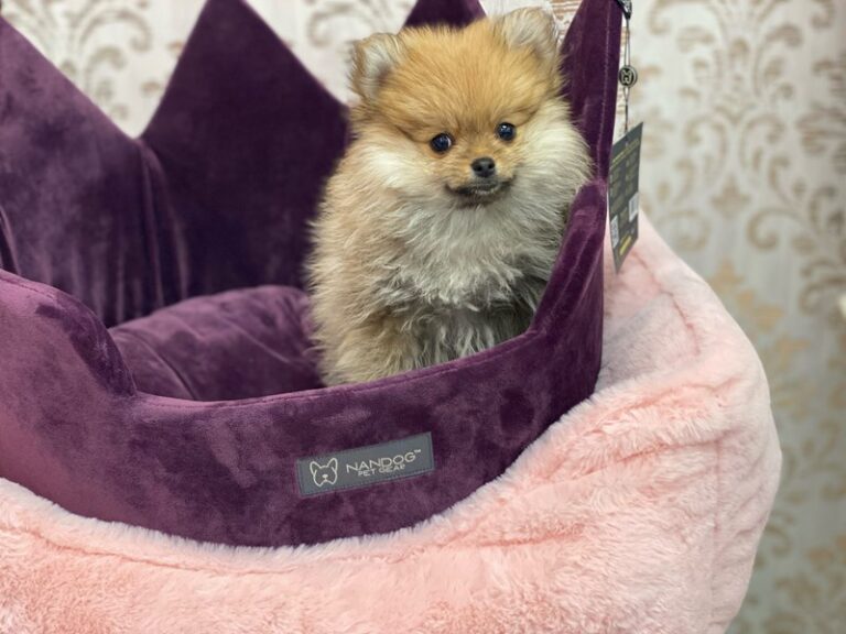 Bolt - Pomeranian