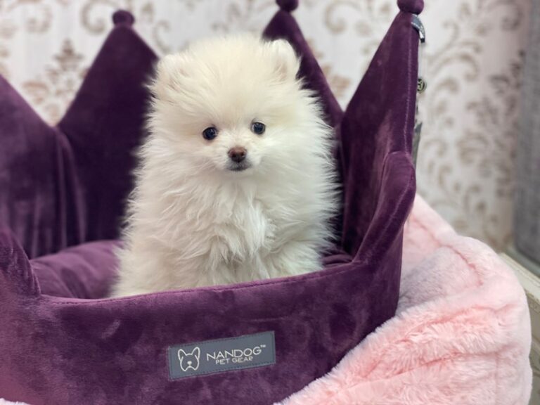 Duchess - Pomeranian