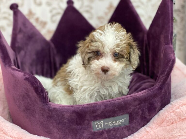 Olive - Mini Newfypoo