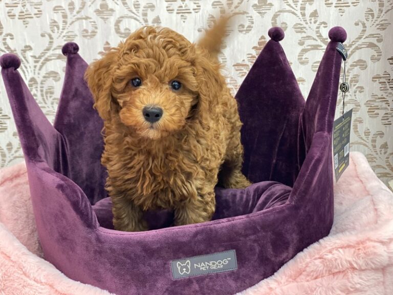 Jax - Miniature Labradoodle