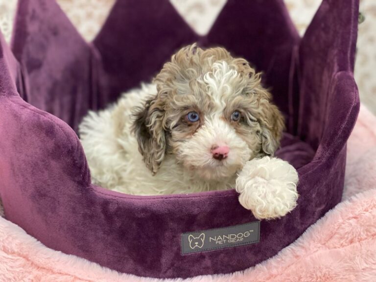 Bandit - Mini Newfypoo