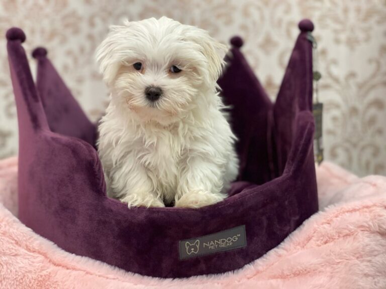 Celia - Maltese