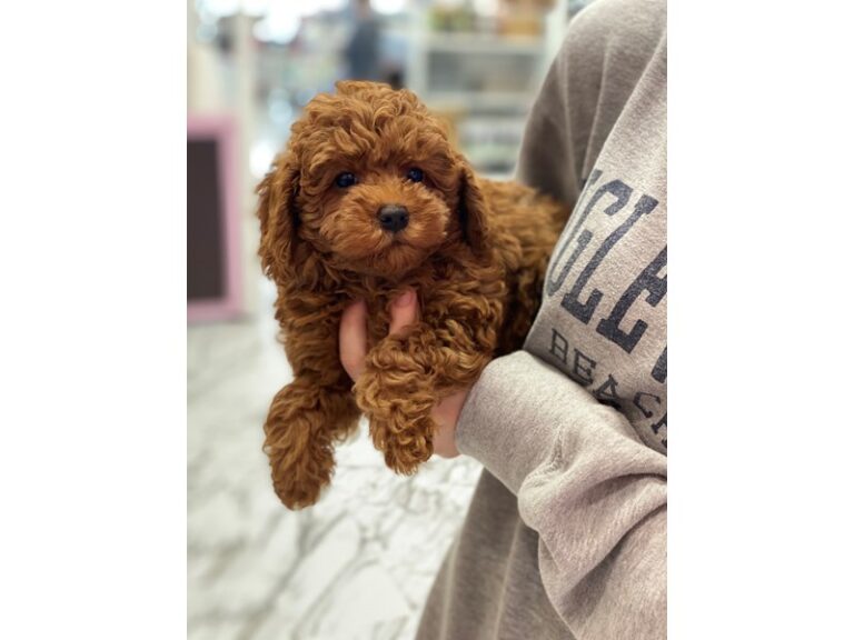 Ginger - Miniature Labradoodle