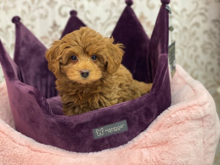 Gus - Miniature Labradoodle