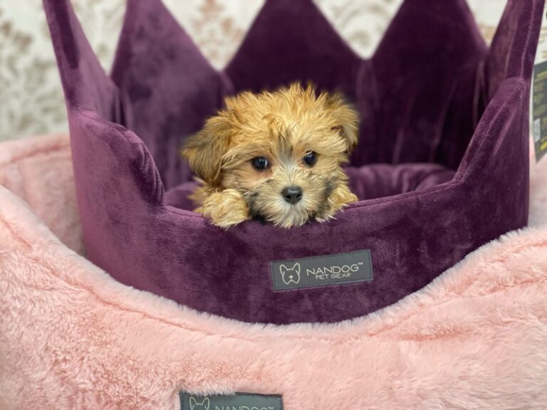 Dinah - Morkie