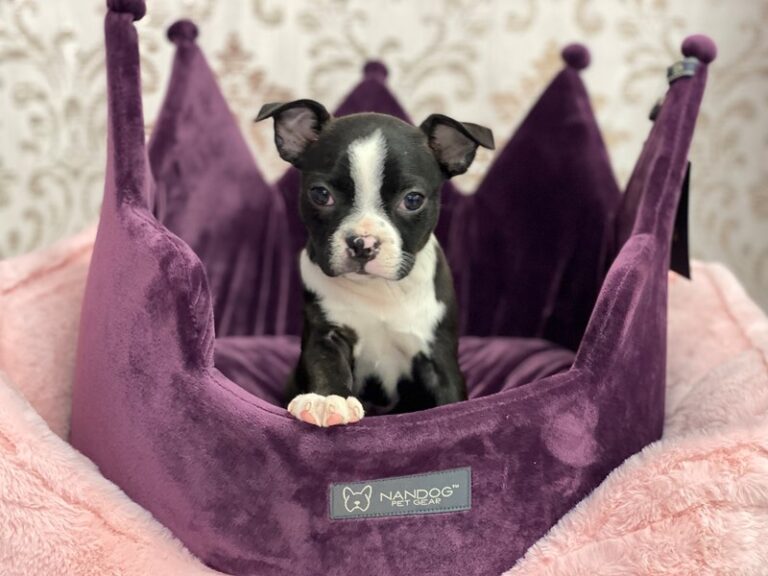 Annie - Boston Terrier