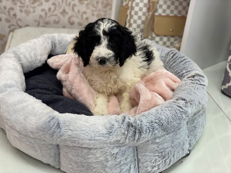 Hanky - Mini Sheepadoodle