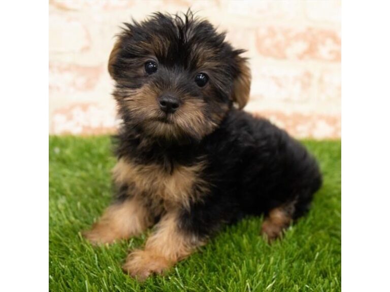 Yorkshire Terrier - Yorkshire Terrier