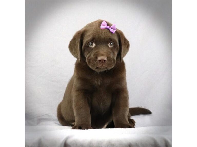 Layla - Labrador Retriever