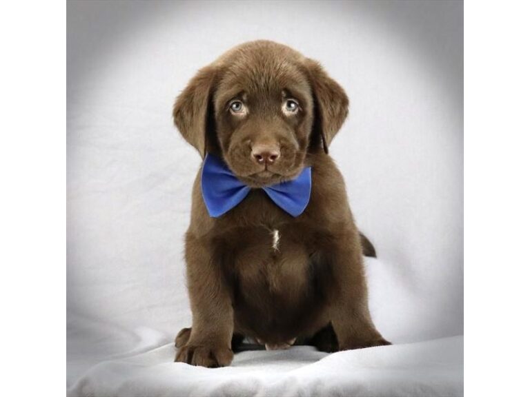 Archie - Labrador Retriever