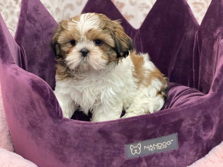 Buzz - Shih Tzu