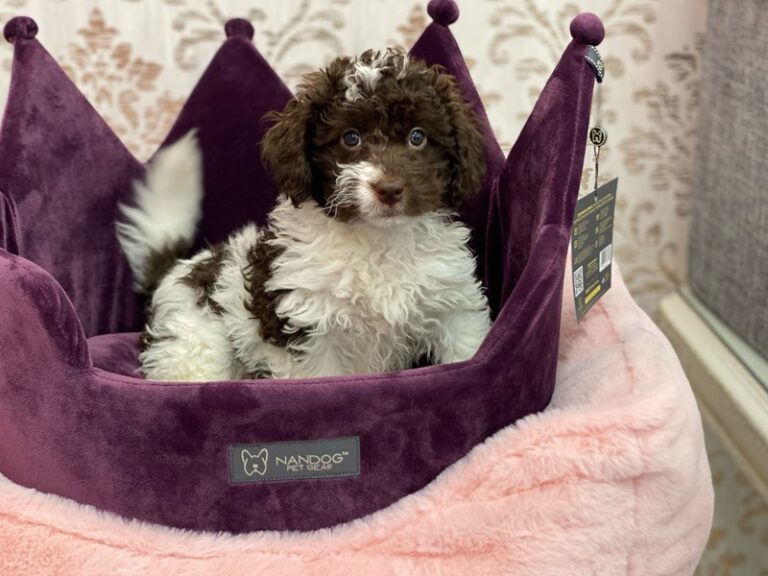 Gracie - Mini Newfypoo