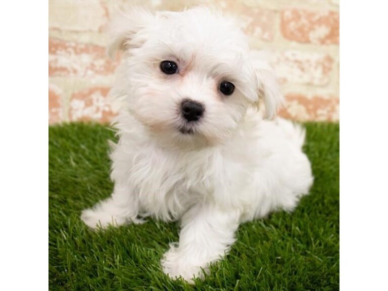 Effie - Maltese
