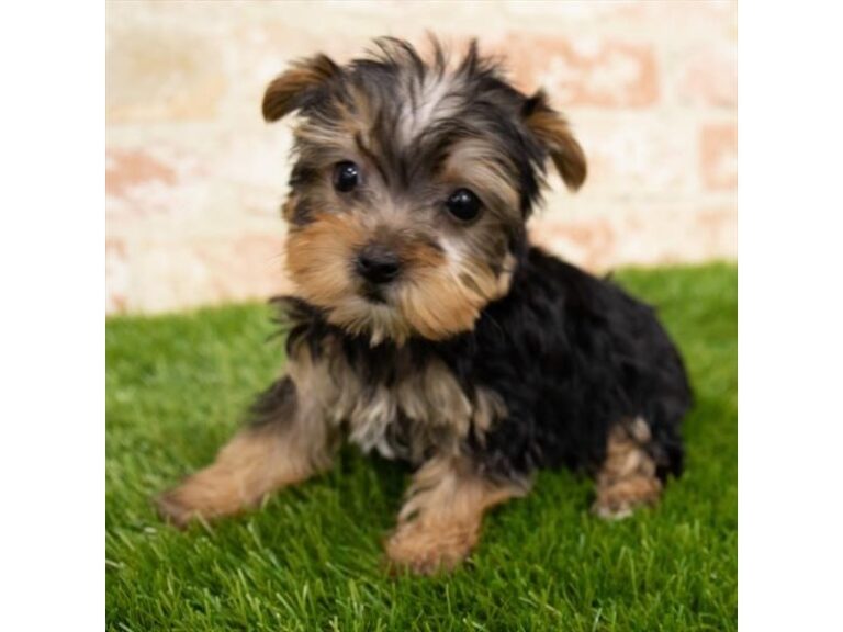 Bunny - Yorkshire Terrier