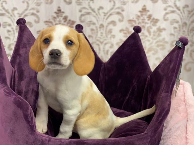 Sherman - Beagle