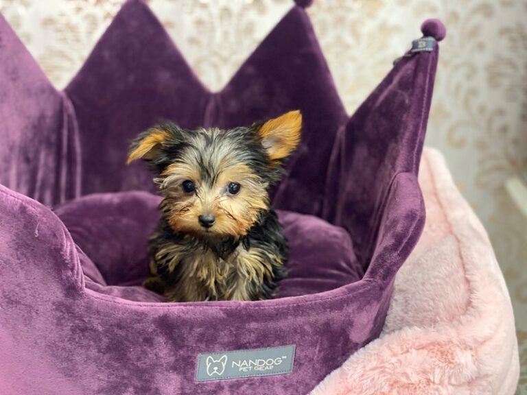Poncho - Yorkshire Terrier