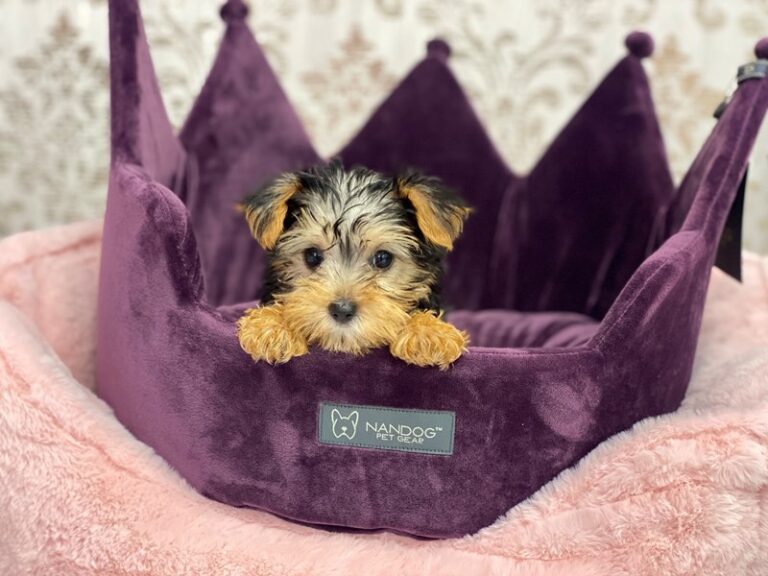 Josie - Yorkshire Terrier