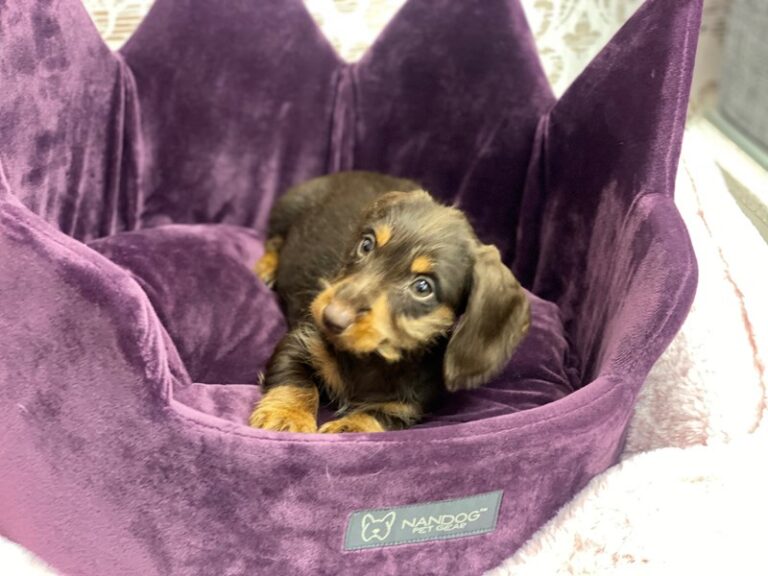 Daphne - Dachshund