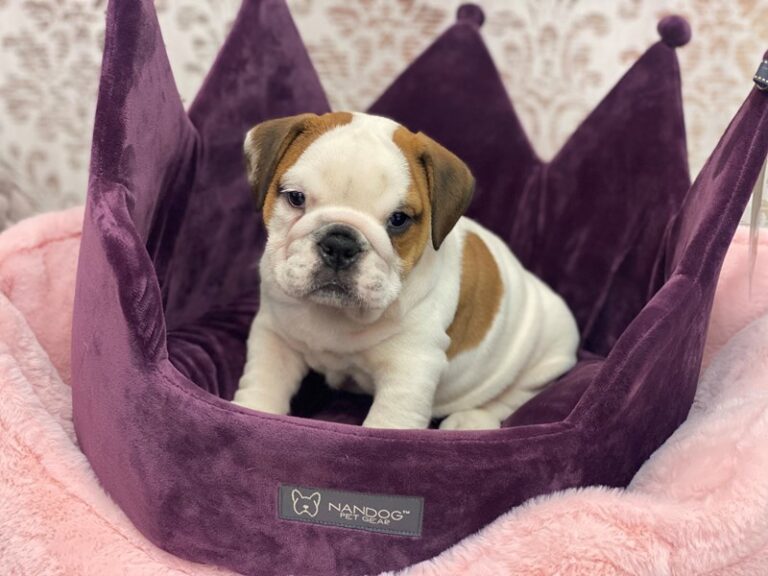 Eli - English Bulldog