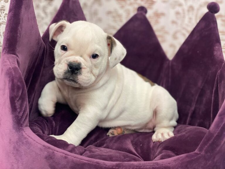 Ivy - English Bulldog