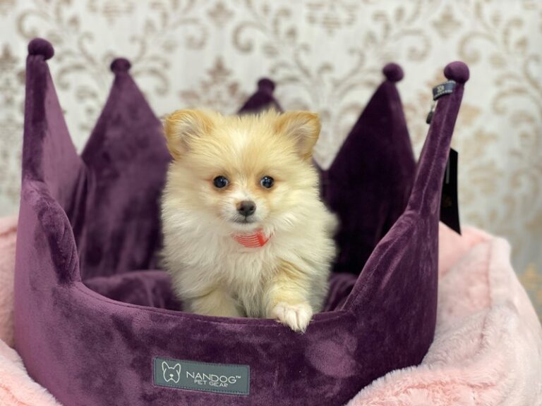 Honey - Pomeranian