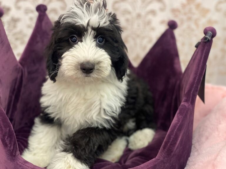 Poppy - Mini Sheepadoodle