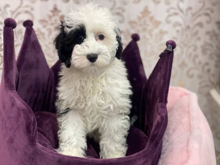 Rose - Mini Sheepadoodle