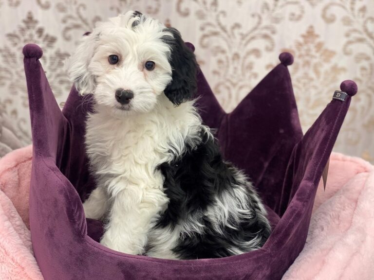 Lily - Mini Sheepadoodle