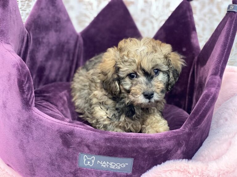 April - Lhasapoo