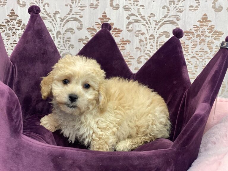 Ranger - Lhasapoo