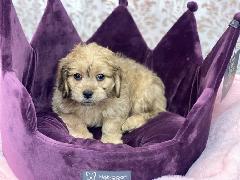 Sarge - Lhasapoo