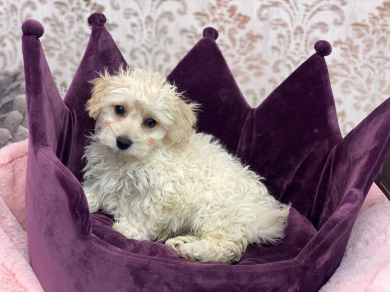 Marty - Bichon Poo