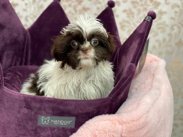 Shih Tzu - Shih Tzu