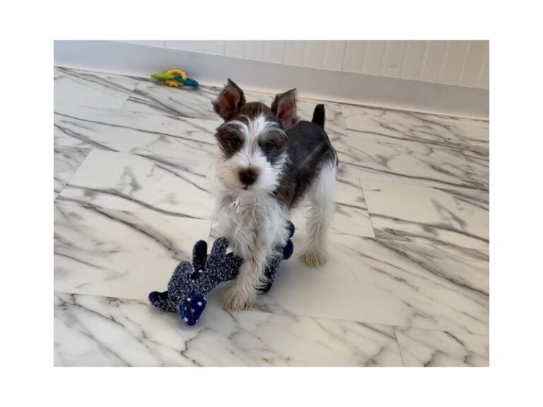 Walter - Miniature Schnauzer