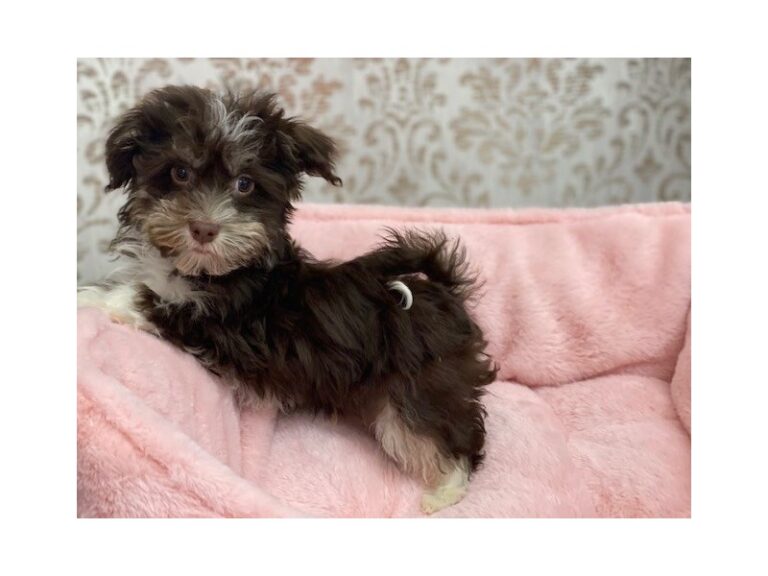 Georgie - Havanese