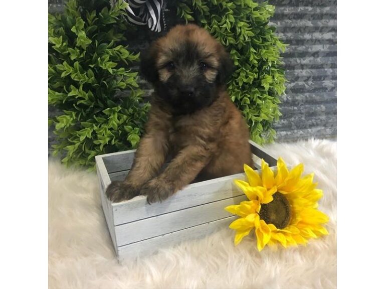 Sophia - Soft Coated Wheaten Terrier