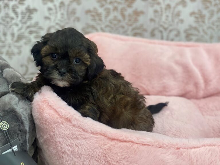 Holly - Shipoo