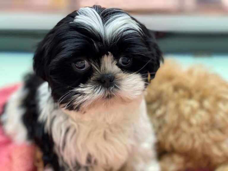Wendy - Shih Tzu