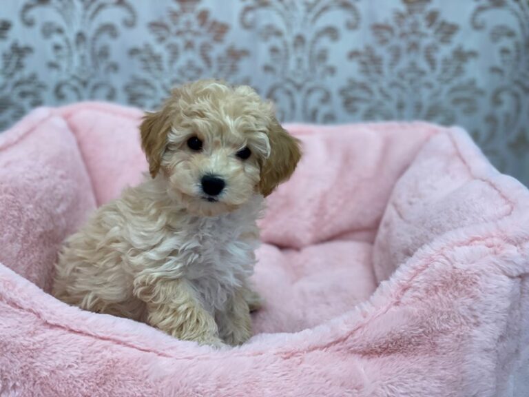 Amelia - Bichapoo