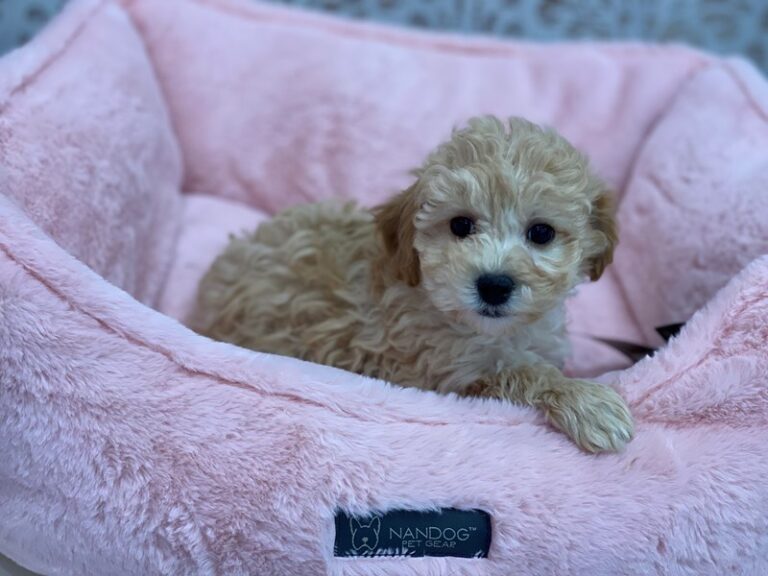 Noah - Bichapoo
