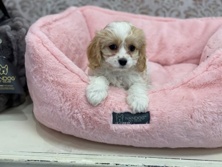 Harper - Cavachon